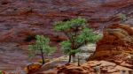Pine Trees On A Rocky Outcrop In Zion Stock Photo