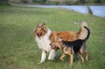 Puppy Collie On The Beach Pet Friendly Stock Photo