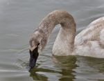 Photo Of A Trumpeter Swan Drinking Water From Lake Stock Photo