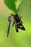 Robber Fly Stock Photo