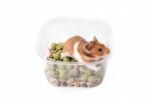 Syrian Hamster Eating Some Food From A Bowl Stock Photo