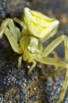 Yellow Crab Spider Stock Photo
