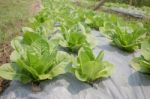 Organic Vegetable Growing In Farm Stock Photo