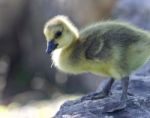Photo Of A Chick Of Canada Geese On A Trail Stock Photo