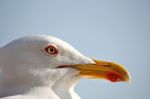 Seagull Bird Stock Photo