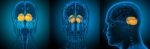 3d Rendering Medical Illustration Of The Human Brain Cerebrum Stock Photo