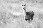 Alpaca In A Field. Black And White  Stock Photo