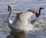Fantastic Contest Between The Powerful Swan And The Brave Canada Goose Stock Photo