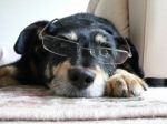 Intelligent Dog Wearing Glasses Stock Photo