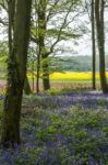 Bluebells In Wepham Wood Stock Photo