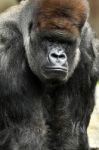 African Western Lowlands Gorilla Stock Photo