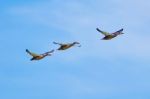 Three Ducks In Flight Stock Photo