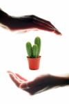 Hands To Hold A Cactus Stock Photo