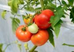 Fresh Tomato Growing In A Greenhouse Stock Photo