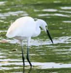 Wild Little Egret Bird Feeding In Water Pool Use For Animals And Stock Photo