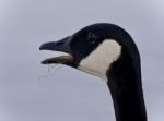 Photo Of A Scared Canada Goose Screaming Stock Photo