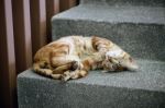 Cute Cat Is Sleeping On The Stairway Stock Photo