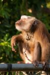 Thai Monkey Stock Photo