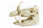 Skull Of Wild Boar Stock Photo