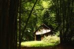 Old Wooden Hut In Dark Bamboo Forest Stock Photo