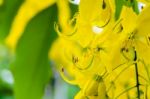 Close Up Purging Cassia Or Ratchaphruek Flowers ( Cassis Fistula Stock Photo
