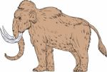Woolly Mammoth Side Drawing Stock Photo