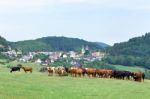 Valley With Town Houses And Cows In Meadow Stock Photo