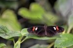Postman Butterfly (heliconius Melpomene) Stock Photo