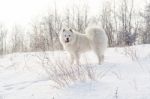 Samoyed White Dog On Snow Stock Photo