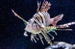 Lionfish Stock Photo