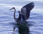 Beautiful Background With A Great Blue Heron In The Lake Stock Photo