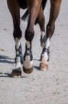 Horse Legs On Dirt Stock Photo