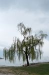 Willow Tree On The Shore At Riva Del Garda Stock Photo
