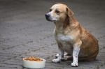 Thai Dog With Food In Bowl Stock Photo