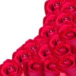 Beautiful Red Rose Isolated On White Background Stock Photo