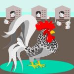 Grey Rooster With Nest Stock Photo