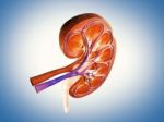 3d Digital Illustration Of  A Human Kidney Cross Section  Stock Photo