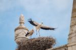 Two Young White Storks Getting Ready To Flight Stock Photo