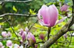 Magnolia Soulangeana Flowers Stock Photo