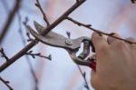 Pruning Fruit Tree - Cutting Branches At Spring Stock Photo