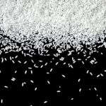 Pile Of Rice Seed On The Black Background For Isolated Stock Photo
