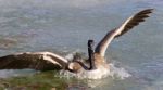Isolated Picture With A Canada Goose Landing Stock Photo