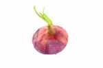 Raw Dirty Shallot Onion Growth Top View On White Background Stock Photo