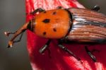 Red Palm Weevil Stock Photo