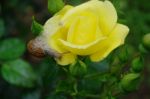 Snail On Yellow Rose With Buds Stock Photo