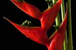 Heliconia Stricta Still Life On Black Background Stock Photo