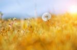 Close Up Of A Dandelion Flowers,macro Of Nature Stock Photo