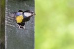 Great Tit Parent In Hole Of Nest Box Stock Photo