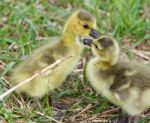 Funny Picture With Two Young Chicks Of The Canada Geese In Love Stock Photo