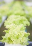 Green Coral Plants On Hydrophonic Farm Stock Photo